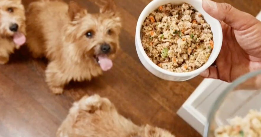 How Supporting Pet Health Benefits Dogs and Their Owners